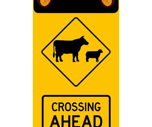 cattle-crossing
